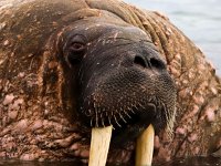 Odobenus rosmarus 69, Walrus, Saxifraga-Bart Vastenhouw