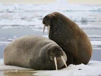 Odobenus rosmarus 7, Walrus, Saxifraga-Bart Vastenhouw