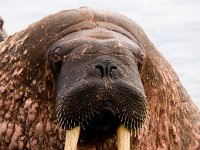 Odobenus rosmarus 70, Walrus, Saxifraga-Bart Vastenhouw