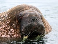 Odobenus rosmarus 71, Walrus, Saxifraga-Bart Vastenhouw