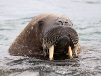 Odobenus rosmarus 73, Walrus, Saxifraga-Bart Vastenhouw