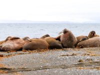 Odobenus rosmarus 87, Walrus, Saxifraga-Bart Vastenhouw