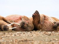 Odobenus rosmarus 88, Walrus, Saxifraga-Bart Vastenhouw