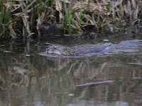 Ondatra zibethicus 12, Muskusrat, Saxifraga-Luuk Vermeer