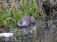 Ondatra zibethicus 7, Muskusrat, Saxifraga-Luuk Vermeer