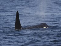 O  Orca, Orcinus orca : Canada, Killer Whale, Orca, Orcinus orca, Telegraph Cove, Vancouver Island, black, fin, groot, large, mammal, pod, sea, summer, surfacing, swimming, vin, water, zee, zomer, zoogdier, zwart, zwemmend