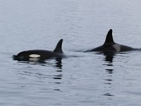 Orcinus orca 24, Orca, Saxifraga-Bart Vastenhouw