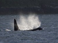 O  Orca, Orcinus orca : Canada, Killer Whale, Orca, Orcinus orca, Telegraph Cove, Vancouver Island, black, fin, groot, large, mammal, pod, sea, summer, surfacing, swimming, vin, water, zee, zomer, zoogdier, zwart, zwemmend