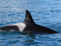 Orcinus orca 32, Orka, Saxifraga-Bart Vastenhouw