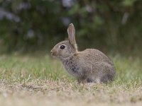 Oryctolagus cuniculus 12, Konijn, Saxifraga-Mark Zekhuis