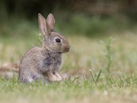 Oryctolagus cuniculus 14, Konijn, Saxifraga-Mark Zekhuis