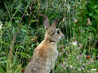 Oryctolagus cuniculus 16, Konijn, Saxifraga-Piet Munsterman