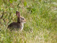 Oryctolagus cuniculus 19, Konijn, Saxifraga-Bart Vastenhouw