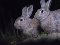 Oryctolagus cuniculus 26, Konijn, Saxifraga-Theo Verstrael