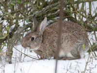 Oryctolagus cuniculus 29, Konijn, Saxifraga-Mark Zekhuis