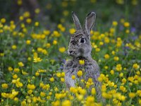 Oryctolagus cuniculus 39, Konijn, Saxifraga-Luuk Vermeer