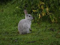 Oryctolagus cuniculus 42, Konijn, Saxifraga-Luuk Vermeer