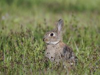 Oryctolagus cuniculus 49, Konijn, Saxifraga-Luuk Vermeer