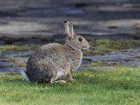 Oryctolagus cuniculus 52, Konijn, Saxifraga-Luuk Vermeer