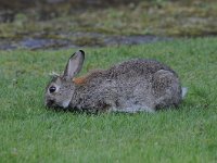 Oryctolagus cuniculus 55, Konijn, Saxifraga-Luuk Vermeer