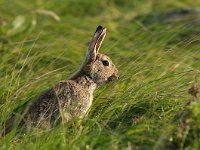 Oryctolagus cuniculus 6, Konijn, Saxifraga-Piet Munsterman