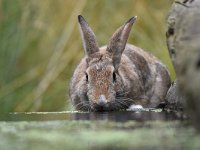 Oryctolagus cuniculus 62, Konijn, Saxifraga-Luuk Vermeer