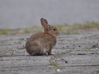 Oryctolagus cuniculus 63, Konijn, Saxifraga-Luuk Vermeer