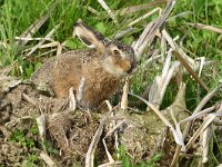 Oryctolagus cuniculus 66, Konijn, Saxifraga-Tom Heijnen