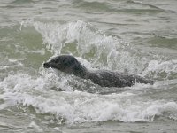 Phoca vitulina 89, Gewone zeehond, Saxifraga-Tom Heijnen