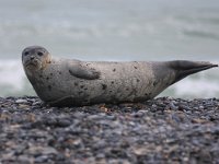 Phoca vitulina 12, Gewone zeehond, Saxifraga-Bart Vastenhouw