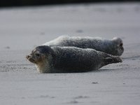 Phoca vitulina 13, Gewone zeehond, Saxifraga-Bart Vastenhouw