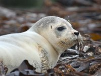 Phoca vitulina 14, Gewone zeehond, Saxifraga-Bart Vastenhouw