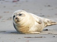 Phoca vitulina 18, Gewone zeehond, Saxifraga-Bart Vastenhouw