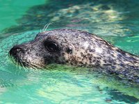 Phoca vitulina 21, Gewone zeehond, Saxifraga-Bart Vastenhouw