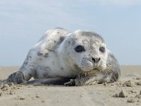 Phoca vitulina 24, Gewone zeehond, Saxifraga-Mark Zekhuis