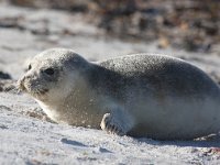 Phoca vitulina 32, Gewone zeehond, Saxifraga-Bart Vastenhouw