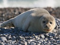 Phoca vitulina 36, Gewone zeehond, Saxifraga-Bart Vastenhouw