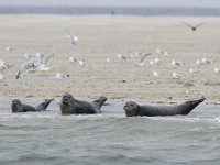 Phoca vitulina 38, Gewone zeehond, Saxifraga-Mark Zekhuis