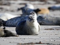 Phoca vitulina 41, Gewone zeehond, Saxifraga-Bart Vastenhouw