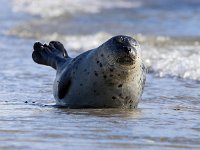 Phoca vitulina 42, Gewone zeehond, Saxifraga-Bart Vastenhouw