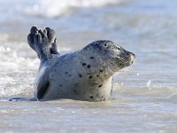 Phoca vitulina 44, Gewone zeehond, Saxifraga-Bart Vastenhouw