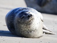 Phoca vitulina 52, Gewone zeehond, Saxifraga-Bart Vastenhouw