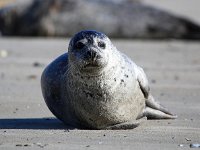 Phoca vitulina 54, Gewone zeehond, Saxifraga-Bart Vastenhouw