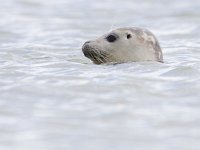 Phoca vitulina 56, Gewone zeehond, Saxifraga-Mark Zekhuis