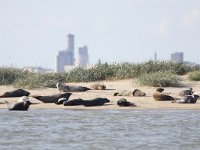 Phoca vitulina 65, Gewone zeehond, Saxifraga-Peter Meininger