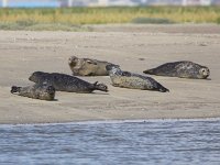 Phoca vitulina 71, Gewone zeehond, Saxifraga-Peter Meininger