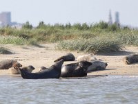 Phoca vitulina 73, Gewone zeehond, Saxifraga-Peter Meininger