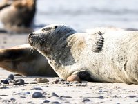 Phoca vitulina 75, Gewone zeehond, Saxifraga-Bart Vastenhouw