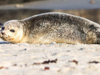 Phoca vitulina 76, Gewone zeehond, Saxifraga-Bart Vastenhouw