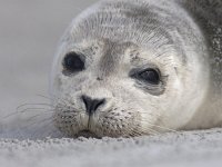 Phoca vitulina 81, Gewone zeehond, Saxifraga-Mark Zekhuis